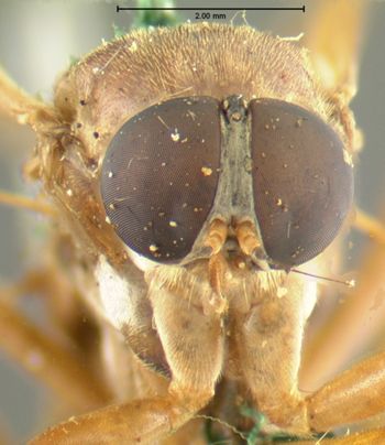 Media type: image;   Entomology 12598 Aspect: head frontal view